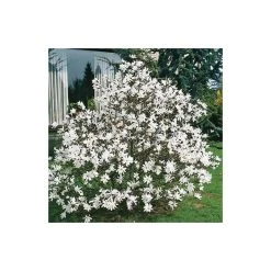 Magnolia stellata -Roots Shop P20002 add image 2 deca