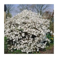 Magnolia stellata