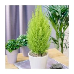 Cupressus macrocarpa 'Goldcrest' | Monterey cypress 13cm Pot