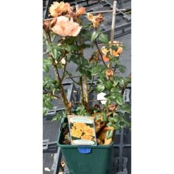 Bridge Of Sighs | Climbing Rose -Roots Shop PL11131 add image 1 0dcb