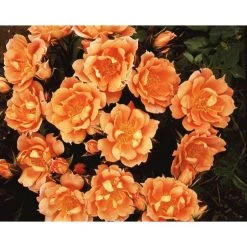 Bridge Of Sighs | Climbing Rose -Roots Shop PL11131 add image 2 a0e3