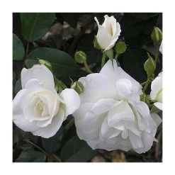Climbing Iceberg' Climber Rose - 5.5L Pot