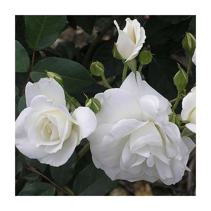 Climbing Iceberg' Climber Rose - 5.5L Pot 1 Climbing Iceberg' Climber Rose - 5.5L Pot