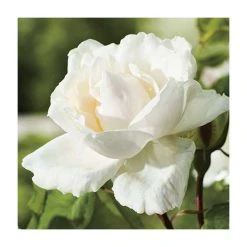 Madame Alfred Carriere' Climber Rose - 5.5L Pot