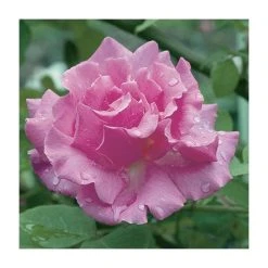 Zephirine Drouhin' Climber Rose - 5.5L Pot