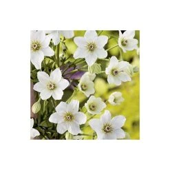 50-90cm Clematis × Cartmanii 'Early Sensation' - 3L Pot -Roots Shop PL13600 add image 2 a1cc