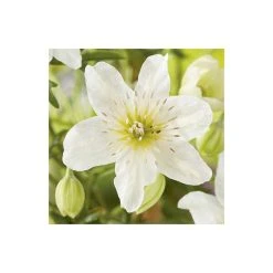50-90cm Clematis × Cartmanii 'Early Sensation' - 3L Pot -Roots Shop PL13600 add image 3 c17c