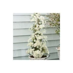 50-90cm Clematis × Cartmanii 'Early Sensation' - 3L Pot