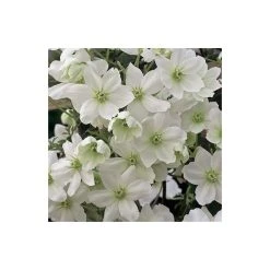 50-90cm Clematis × Cartmanii 'Avalanche' - 3L Pot -Roots Shop PL13602 add image 2 5cf0