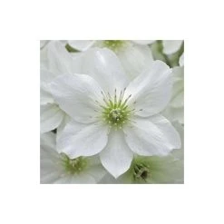 50-90cm Clematis × Cartmanii 'Avalanche' - 3L Pot -Roots Shop PL13602 add image 3 6a2e