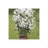 50-90cm Clematis × Cartmanii 'Avalanche' - 3L Pot