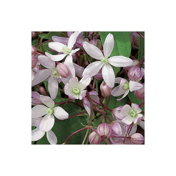 50-90cm Clematis Armandii 'Apple Blossom' - 3L Pot 2 50-90cm Clematis Armandii 'Apple Blossom' - 3L Pot - Image 2
