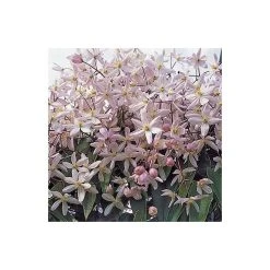 50-90cm Clematis Armandii 'Apple Blossom' - 3L Pot 6 50-90cm Clematis Armandii 'Apple Blossom' - 3L Pot -Roots Shop PL13609 add image 2 9600