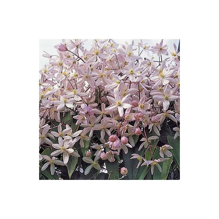 50-90cm Clematis Armandii 'Apple Blossom' - 3L Pot 3 50-90cm Clematis Armandii 'Apple Blossom' - 3L Pot - Image 3
