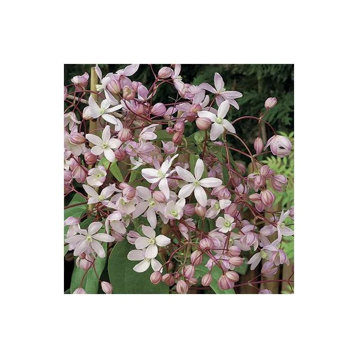 50-90cm Clematis Armandii 'Apple Blossom' - 3L Pot 4 50-90cm Clematis Armandii 'Apple Blossom' - 3L Pot - Image 4