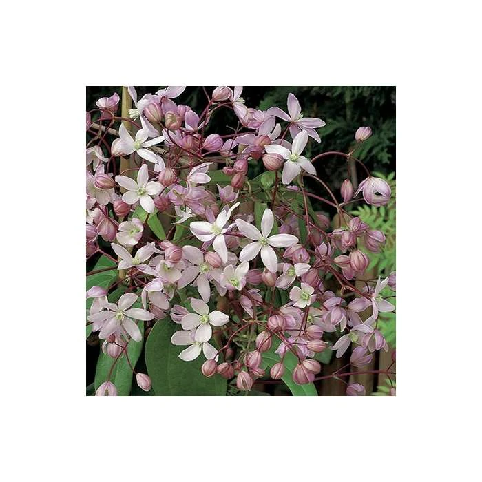 50-90cm Clematis Armandii 'Apple Blossom' - 3L Pot 1 50-90cm Clematis Armandii 'Apple Blossom' - 3L Pot