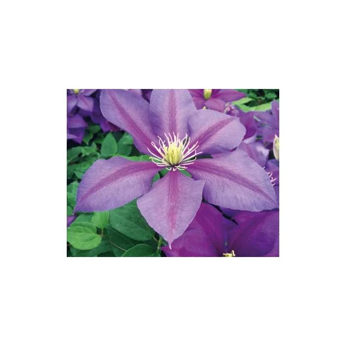 Clematis 'Dazzle' - 2.5L Pot 1 Clematis 'Dazzle' - 2.5L Pot