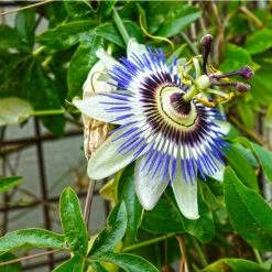 Blue Passion Flower | Passiflora Caerulea -Roots Shop PL13657 add image 2 98cb