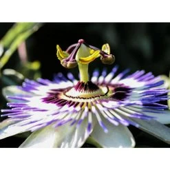 Blue Passion Flower | Passiflora Caerulea -Roots Shop PL13657 add image 3 3a25