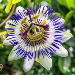 Blue Passion Flower | Passiflora Caerulea