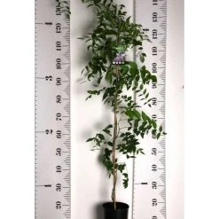 50-90cm 3ft Wisteria Brachybotrys 'Okayama' | 3L Pot | -Roots Shop PL13660 add image 2 1020