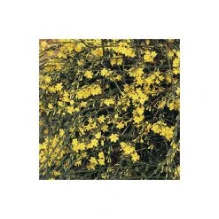 Winter Jasmine | Jasminium Nudiflorum -Roots Shop PL13671 add image 2 6862