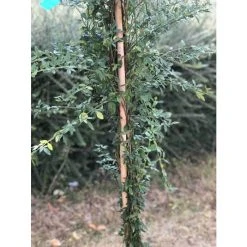 Winter Jasmine | Jasminium Nudiflorum -Roots Shop PL13671 add image 4 9817