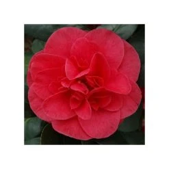 3ft Camellia 'Lady Campbell' | 4L | Camellia japonica