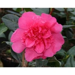 3ft Camellia 'Anticipation' | 4L | Camellia williamsii
