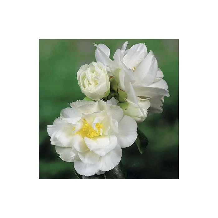 3ft Camellia 'Silver Anniversary' | 4L | Camellia japonica 2 3ft Camellia 'Silver Anniversary' | 4L | Camellia japonica - Image 2