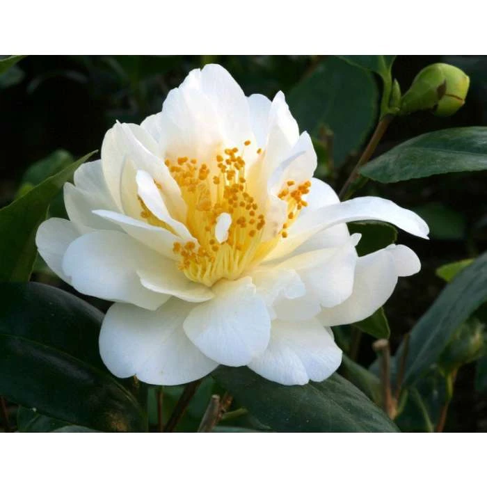 3ft Camellia 'Silver Anniversary' | 4L | Camellia japonica 1 3ft Camellia 'Silver Anniversary' | 4L | Camellia japonica