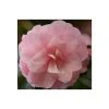 3ft Camellia 'Spring Festival' | 4L | Camellia x williamsii