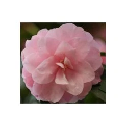 3ft Camellia 'Spring Festival' | 4L | Camellia x williamsii