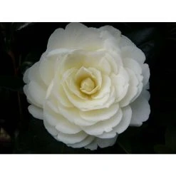 3ft Camellia 'Golden Anniversary' | 4L | Camellia japonica