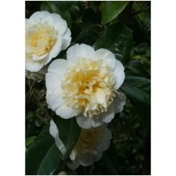 3ft Camellia 'Jury's Yellow' | 4L | Camellia japonica