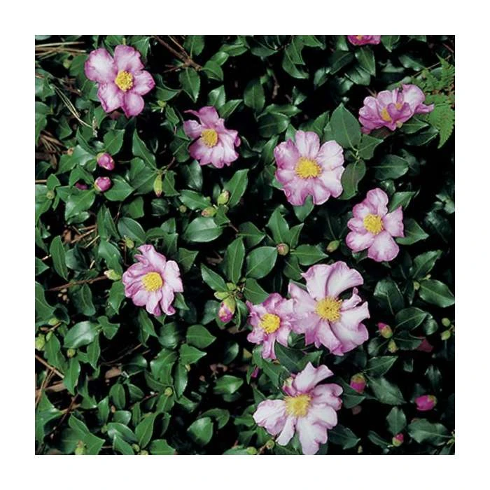 2ft Camellia 'Cleopatra' | Camellia sasanqua | 10L Pot 2 2ft Camellia 'Cleopatra' | Camellia sasanqua | 10L Pot - Image 2