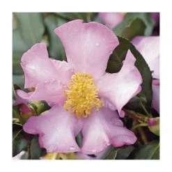 2ft Camellia 'Cleopatra' | Camellia sasanqua | 10L Pot