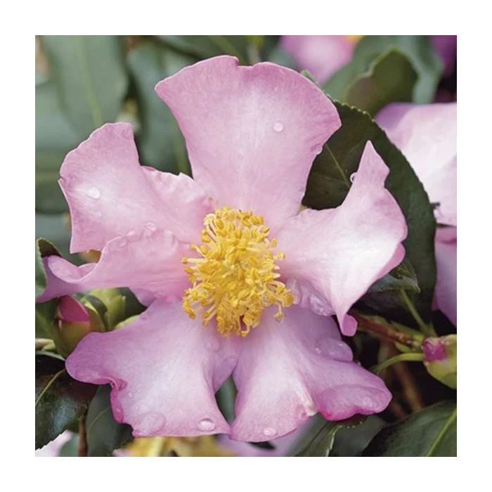 2ft Camellia 'Cleopatra' | Camellia sasanqua | 10L Pot 1 2ft Camellia 'Cleopatra' | Camellia sasanqua | 10L Pot