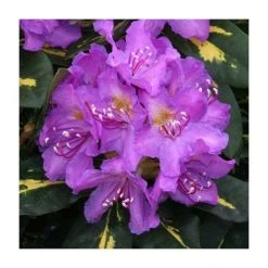 Rhododendron 'Goldflimmer'