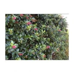 5X Escallonia Pink Hedging 20-50cm "Apple Blossom" - 9cm Pot