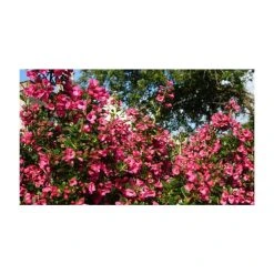 Roots Shop 16 5X Escallonia Red Hedging 20-50cm "Rubra Macrantha" - 9cm Pot