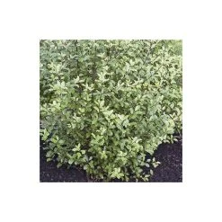 5X Pittosporum Tenuifolium Hedging 20-50cm - 9cm Pot