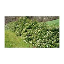 5X Viburnum Tinus / Laurustinus Hedging 20-50cm - 9cm Pot
