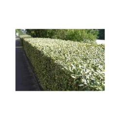 5x 20-50cm Elaeagnus Ebbingei 'Compacta' | 9cm Pot