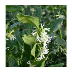 5X Christmas Box Hedging 20-50cm 'Sarcococca Confusa' - 9cm Pot