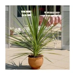 2ft Cordyline 'Peko' | 2 Litre Pot