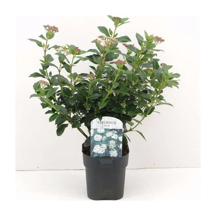 30-35cm Viburnum tinus | 17cm Pot 2 30-35cm Viburnum tinus | 17cm Pot - Image 2