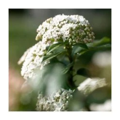 30-35cm Viburnum tinus | 17cm Pot