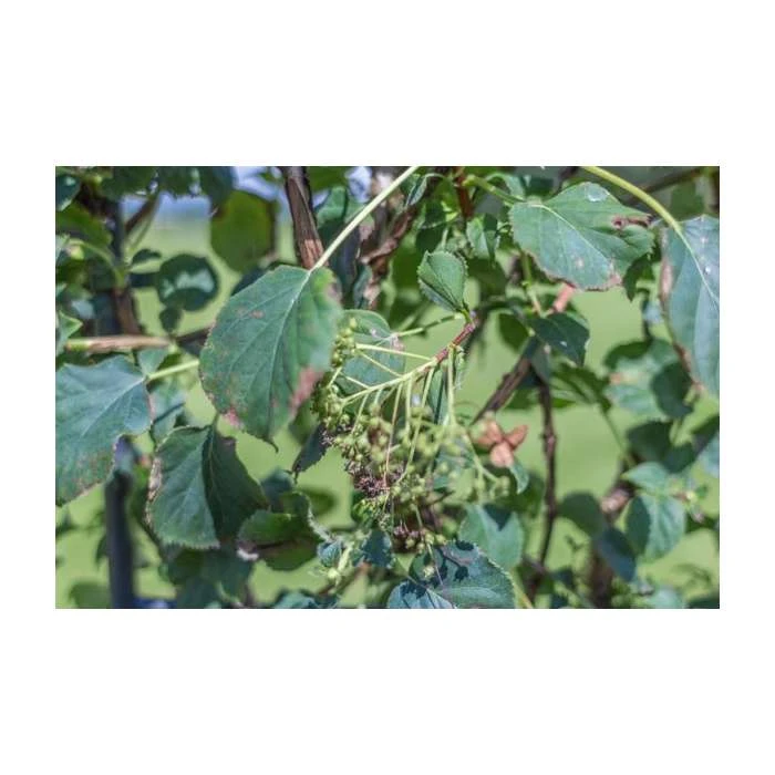 4ft Hydrangea Trellis | 18L Trough | Hydrangea petiolaris 2 4ft Hydrangea Trellis | 18L Trough | Hydrangea petiolaris - Image 2