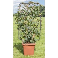 4ft Hydrangea Trellis | 18L Trough | Hydrangea petiolaris